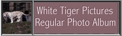 White Bengal Tigers Pictures Banner