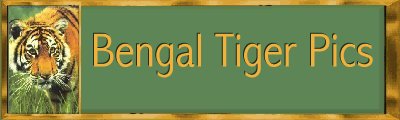 Bengal Tigers Picutres Banner