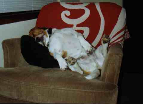 Barney's chair