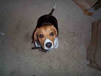 Hello...I'm Barney and I'm cute!