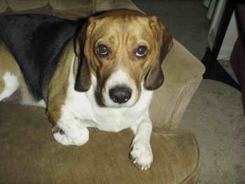 What a good lookin' boy!