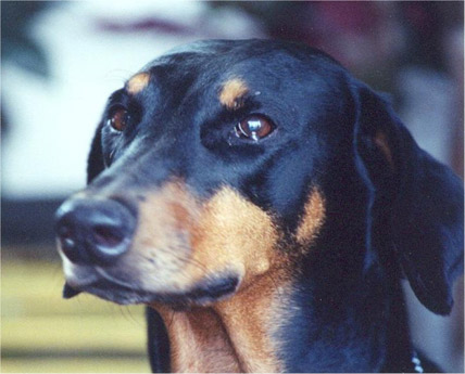 greta.jpg (74643 bytes)