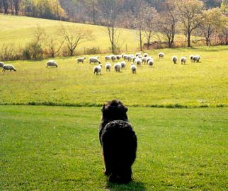 Savannah ~Herding Sheep~