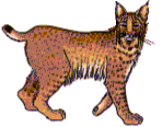 BobCat
