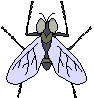 Fly