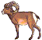 Bighorn sheep