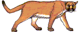 Mountain Lion