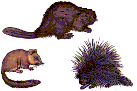 Animals