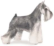 Miniature Schnauzer Profile