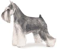 Miniature Schnauzer Profile