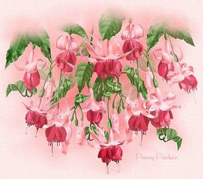 Fuschias