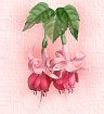 Fuschias
