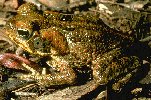 thumbnail view of canetoad