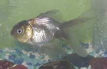 babyblue.jpg (35925 bytes)