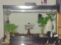 bettatank.jpg (45352 bytes)