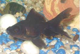 blinkin2.jpg (41203 bytes)