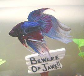 bret.jpg (56338 bytes)