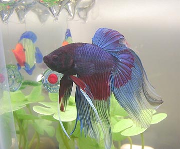 bret2.jpg (62776 bytes)