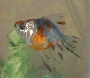 bubba1.jpg (5560 bytes)