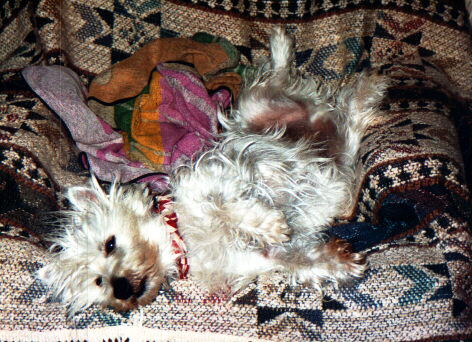 Doogie2.jpg (64315 bytes)