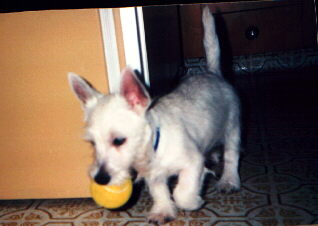 Doogpup.jpg (14295 bytes)