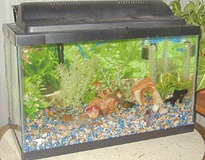 fishtank.jpg (61975 bytes)