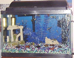 fishtank5.jpg (58564 bytes)