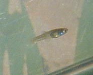 fry.jpg (44069 bytes)