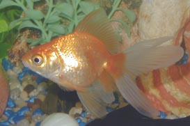 george2.jpg (43087 bytes)