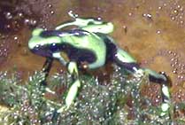 gizmo.jpg (41285 bytes)