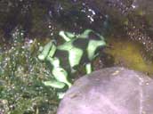 gizmo3.jpg (41361 bytes)