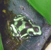 gizmo4.jpg (57011 bytes)