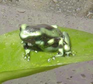 gizmo5.jpg (51959 bytes)