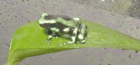 gizmo6.jpg (31173 bytes)