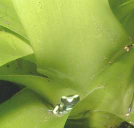 gizmopeek.jpg (52382 bytes)