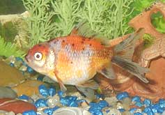 henry2.jpg (44369 bytes)