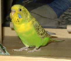 kellie.jpg (12268 bytes)