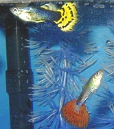 mactony.jpg (54918 bytes)