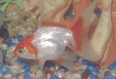 normajean1.jpg (42761 bytes)