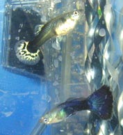 rhettfaith.jpg (55074 bytes)