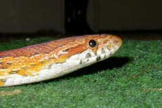 rosco4.jpg (42589 bytes)