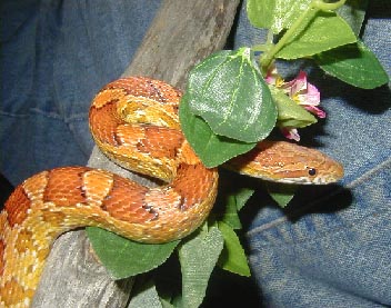 roscovine.jpg (35644 bytes)