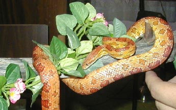 roscovine2.jpg (25117 bytes)