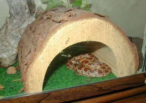 snake7.jpg (132724 bytes)