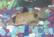 spike.jpg (41069 bytes)