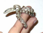 steve.jpg (43025 bytes)