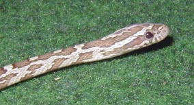 steve2.jpg (42528 bytes)