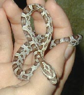 stevehand.jpg (10762 bytes)