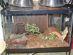 stevetank.jpg (55357 bytes)