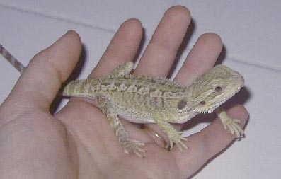 sydney.jpg (15871 bytes)